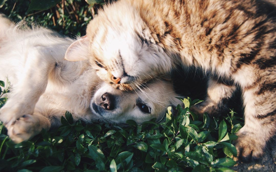 How Do I Provide for My Pets After My Death?